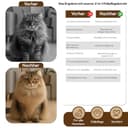 Thumbnail 6 de CABBRIX Holz-Fellpflegebürste für Hunde und Katzen 🐶