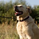 Thumbnail 4 de Ferplast ERGOFLUO C15/33 ergonomisches Hundehalsband 🎧