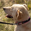 Thumbnail 5 de Ferplast ERGOFLUO C15/33 ergonomisches Hundehalsband 🎧