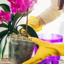 Thumbnail 4 de Halatoo Sphagnum Moos 170 g für Orchideen und Pflanzen 🌿