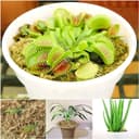 Thumbnail 5 de Halatoo Sphagnum Moos 170 g für Orchideen und Pflanzen 🌿