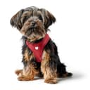 Thumbnail principal de HUNTER Hundegeschirr Love XS–S, Lederrot ❤️🐶🐕 🐾🎽🐶📷