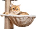 Thumbnail 4 de Kratzbaum Stabil 145 cm Katzenbaum mit Höhle 🐱