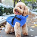 Thumbnail 6 de PcEoTllar Hundemantel für kleine Hunde, wasserdicht 🐶