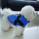 Thumbnail 7 de PcEoTllar Hundemantel für kleine Hunde, wasserdicht 🐶
