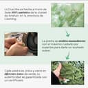 Thumbnail 4 de PLANTIFIQUE Jade Gua Sha Stein Gesichtsmassage 💆♀️