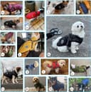 Thumbnail 6 de Savlot Hundejacke Winterweste Jacken Hundemantel Hundepullover Haustier Skifahren Kostüm Ärmellose Baumwolle Gepolsterte Weste Mit Brustgurt Gurt - Grün, XXL
Savlot Hundejacke Winterweste Jacken Hund…