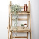 Thumbnail 3 de COCOBOO Plante à suspendre Eucalyptus ⏳