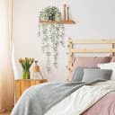 Thumbnail 6 de COCOBOO Plante à suspendre Eucalyptus ⏳