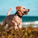 Thumbnail 6 de Collier Kippy Evo avec poche GPS 📱