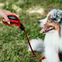 Thumbnail 1 de Ferplast Laisse chien ERGOCOMFORT - nylon rouge 120 cm 📟