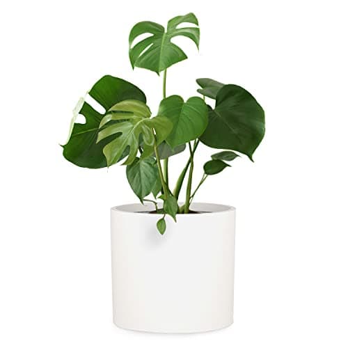 Fox & Fern Pot de Fleur extérieur, grande taille ⚙️