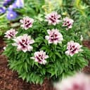 Thumbnail principal de Pivoine Itoh Pink Passion à planter ⚙️