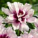 Thumbnail 1 de Pivoine Itoh Pink Passion à planter ⚙️