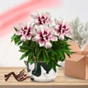 Thumbnail 2 de Pivoine Itoh Pink Passion à planter ⚙️