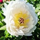 Thumbnail 1 de Pivoine Itoh White Passion à planter ⚙️