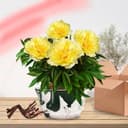 Thumbnail 2 de Pivoine Itoh Yellow Passion à planter ⚙️
