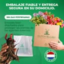 Thumbnail 4 de Pivoine Itoh Yellow Passion à planter ⚙️