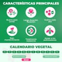 Thumbnail 6 de Pivoine Itoh Yellow Passion à planter ⚙️