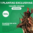 Thumbnail 2 de Pivoine Yellow Passion 1 racine ⚓