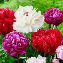 Thumbnail 1 de Collection Pivoines Passion 3 racines ⚙️