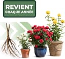 Thumbnail 2 de Collection De Rosiers 3 plants 🌿