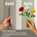Thumbnail 4 de Collection De Rosiers 3 plants 🌿