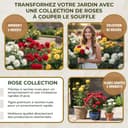 Thumbnail 6 de Collection De Rosiers 3 plants 🌿