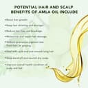Thumbnail 5 de Amla Olio per Capelli 60 ml — Rinforza le Radici 🧴