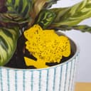 Thumbnail 1 de Blooven 30 PCS Trappole adesive gialle per piante 🪴