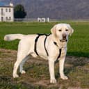 Thumbnail 1 de Ferplast Brave Large pettorina per cane taglia grande, 6 chiusure 🐕