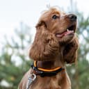 Thumbnail 1 de Ferplast ERGOFLUO C15/42 collare ergonomico per cani 🎽