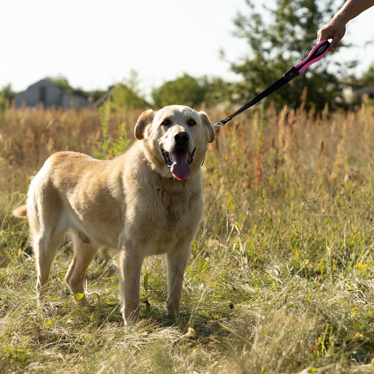 Ferplast ERGOFLUO GM guinzaglio per cani 55 x 2,5 cm rosa 🐕