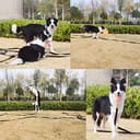 Thumbnail 4 de Guinzaglio per Cani Addestramento 5 m in nylon resistente 🐕