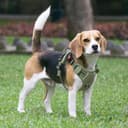 Thumbnail 6 de HEELE Pettorina per cani da corsa regolabile L 🐕