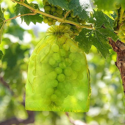 100 Pcs Bolsas Protectores Uvas Organza con Cordón 🍇