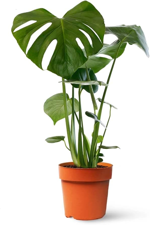 April Plants Monstera Deliciosa 55-65 cm 🪴 Costilla de Adán