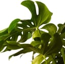 Thumbnail 3 de April Plants Monstera Deliciosa 55-65 cm 🪴 Costilla de Adán