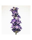 Thumbnail 3 de Burberry Recarga Eau de Parfum Intense Goddess 150 ml