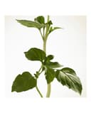 Thumbnail 5 de Burberry Recarga Eau de Parfum Intense Goddess 150 ml