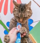 Thumbnail 6 de CHURU Cat Pops Receta DE ATUN con Pollo 12x60 g