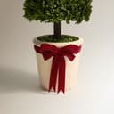 Thumbnail 1 de El Corte Inglés Planta de boj preservado para Navidad 🎄