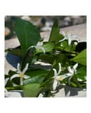 Thumbnail 3 de Dolce & Gabbana Devotion, estuche de regalo