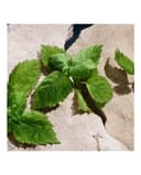 Thumbnail 4 de Dolce & Gabbana Light Blue Pour Homme, estuche de regalo