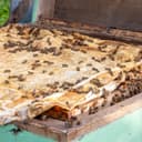 Thumbnail 6 de Ganadora del Superior Taste Award 2025 🍯 Miel Cremosa 1kg, Natural