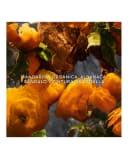 Thumbnail 2 de Guerlain Aqua Allegoria Mandarine Basilic Forte 75 ml