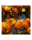 Thumbnail 3 de Guerlain Eau de Parfum Aqua Allegoria Mandarine Basilic Forte recargable 125 ml