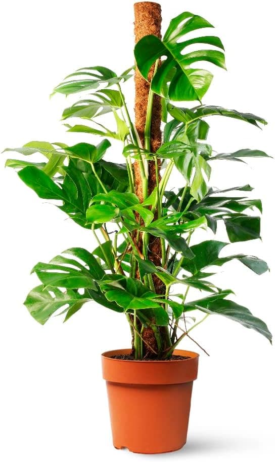 Monstera Deliciosa o Costilla de Adán | April Plants 🪴