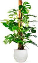 Thumbnail 3 de Monstera Deliciosa o Costilla de Adán | April Plants 🪴