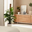 Thumbnail 5 de Monstera Deliciosa o Costilla de Adán | April Plants 🪴